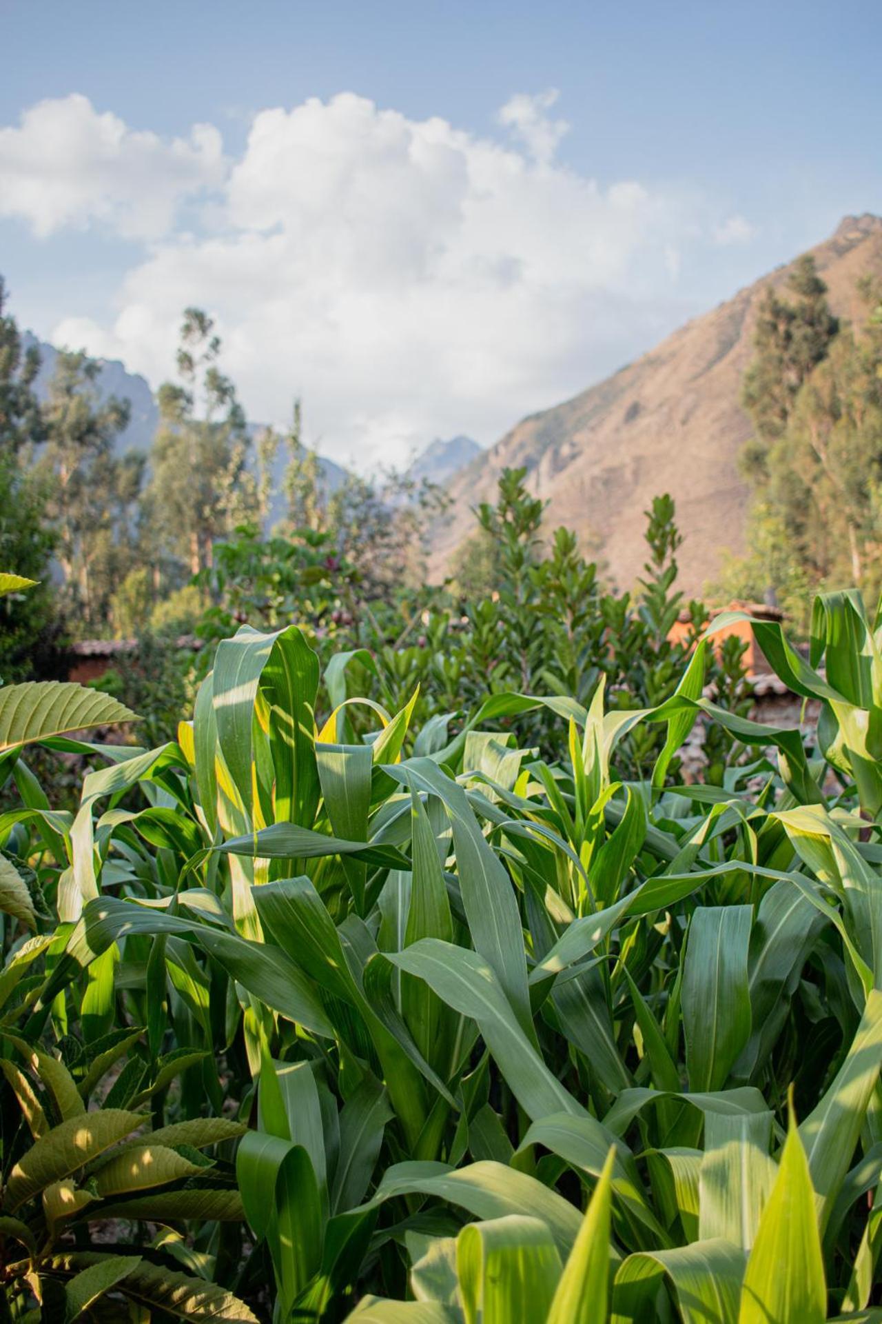 Allin Illary Eco Hospedaje Urubamba Zewnętrze zdjęcie