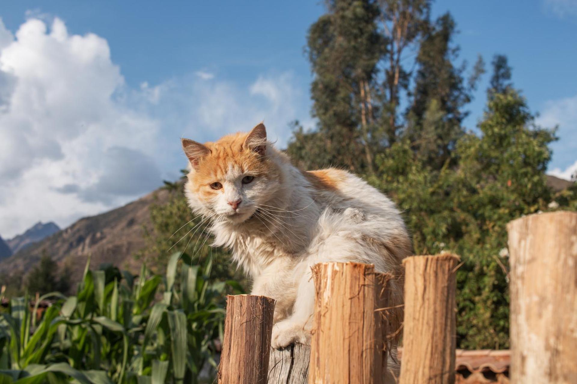 Allin Illary Eco Hospedaje Urubamba Zewnętrze zdjęcie