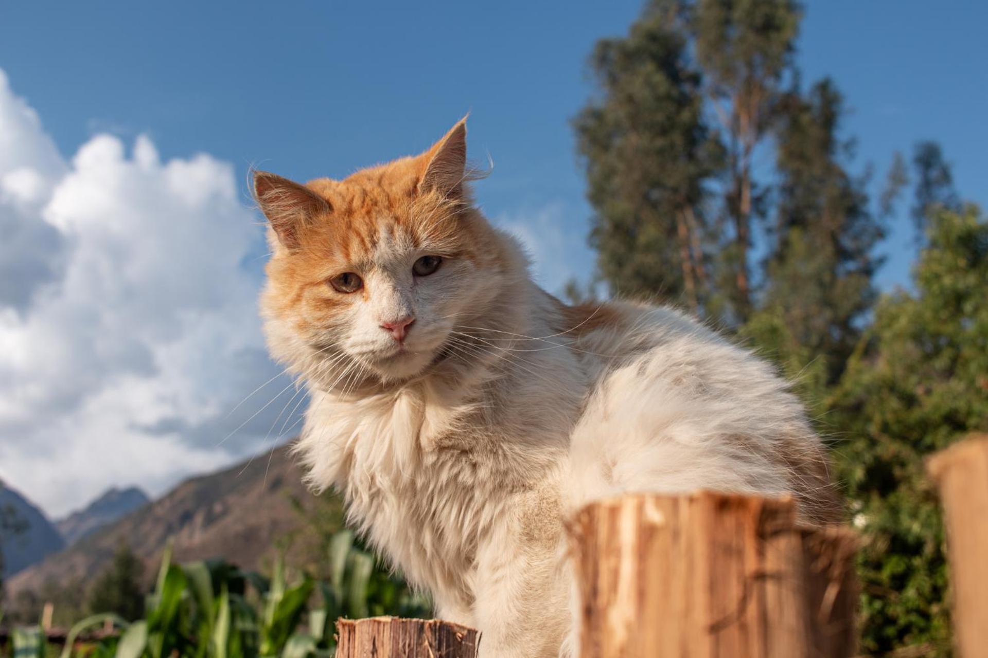 Allin Illary Eco Hospedaje Urubamba Zewnętrze zdjęcie